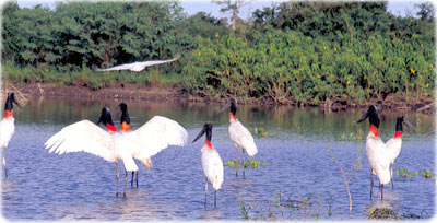 pantanal-aves.jpg