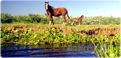 Pantanal Mato Grosso