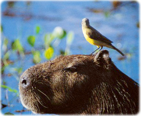 Fauna Pantanal